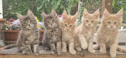 Maine-coon kitten mit Stammbaum