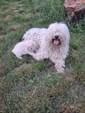 Puli-Welpen aus dem Ursprungsland Ungarn – Referenzhund in Deutschland