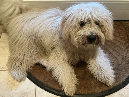 Puli-Welpen aus dem Ursprungsland Ungarn – Referenzhund in Deutschland