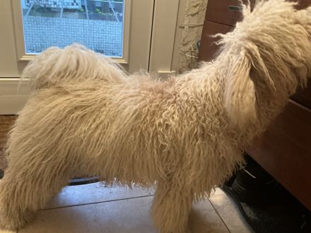 Puli-Welpen aus dem Ursprungsland Ungarn – Referenzhund in Deutschland