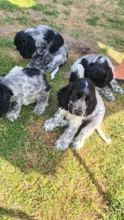 Cockerspaniel Welpen