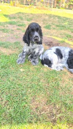 Cockerspaniel Welpen
