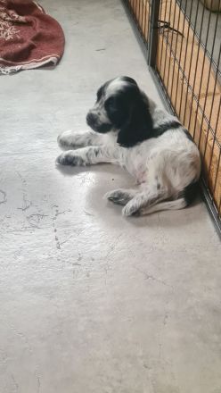 Cockerspaniel Welpen