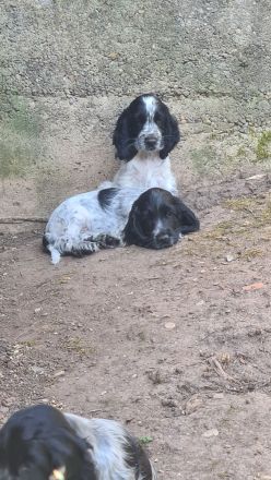 Cockerspaniel Welpen