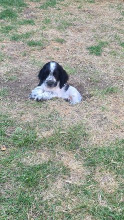 Cockerspaniel Welpen