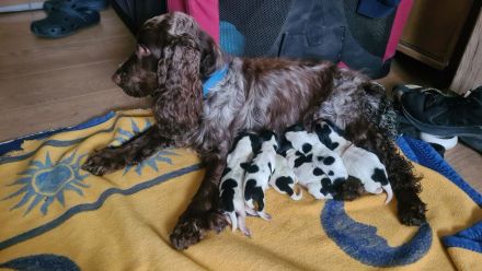 Cockerspaniel Welpen