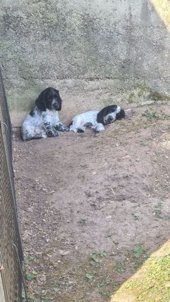 Cockerspaniel Welpen