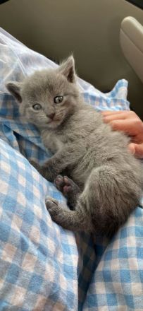 🐾Süße BKH kitten zum abgeben 🐾