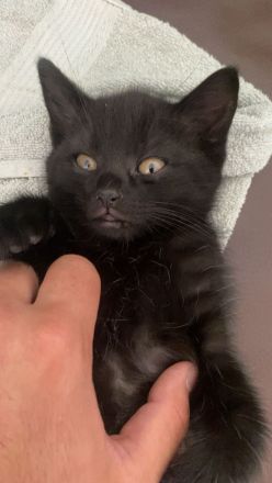 🐾Süße BKH kitten zum abgeben 🐾