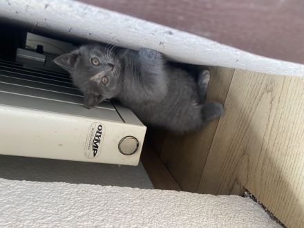 🐾Süße BKH kitten zum abgeben 🐾