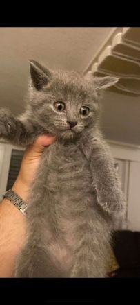 🐾Süße BKH kitten zum abgeben 🐾