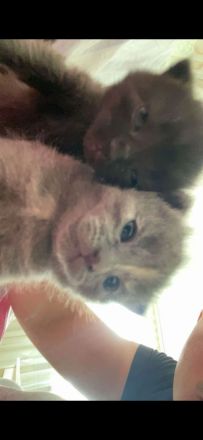 🐾Süße BKH kitten zum abgeben 🐾