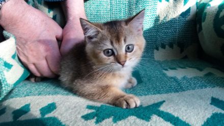 BKH Kätzchen / Kitten