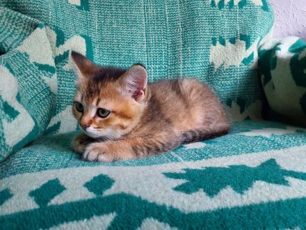 BKH Kätzchen / Kitten