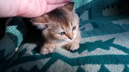 BKH Kätzchen / Kitten