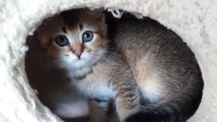 BKH Kätzchen / Kitten