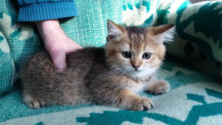 BKH Kätzchen / Kitten
