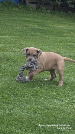 T.L.B.R.⭐ EXCLUSIVE BLOODLINE ⭐ American Bully XXL