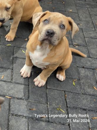 T.L.B.R.⭐ EXCLUSIVE BLOODLINE ⭐ American Bully XXL