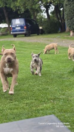 T.L.B.R.⭐ EXCLUSIVE BLOODLINE ⭐ American Bully XXL