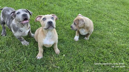 T.L.B.R.⭐ EXCLUSIVE BLOODLINE ⭐ American Bully XXL