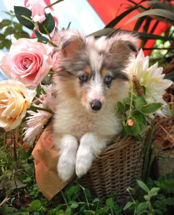 Sheltie-Mädchen