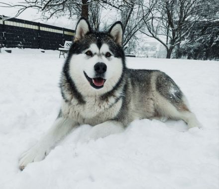 Alaskan Malamute Welpe (Papiere / Ahnentafel)