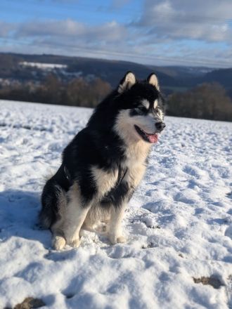 Alaskan Malamute Welpe (Papiere / Ahnentafel)