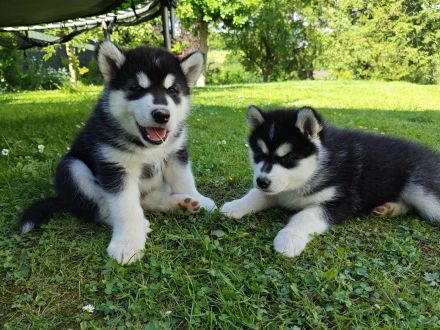 Alaskan Malamute Welpe (Papiere / Ahnentafel)