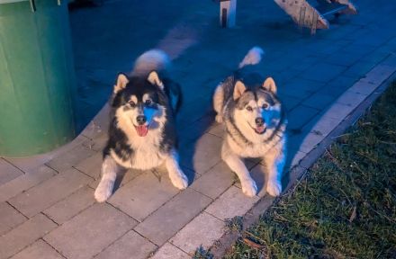 Alaskan Malamute Welpe (Papiere / Ahnentafel)