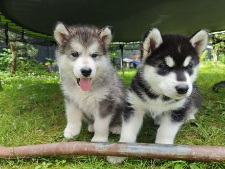 Alaskan Malamute Welpe (Papiere / Ahnentafel)