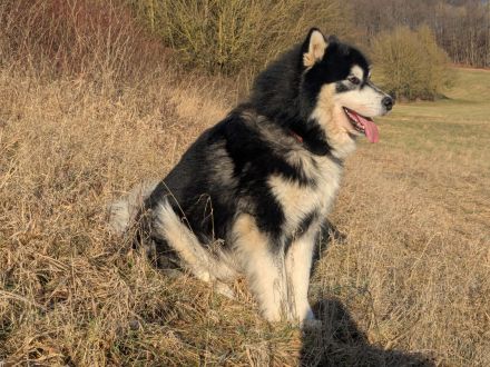 Alaskan Malamute Welpe (Papiere / Ahnentafel)