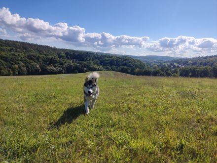 Alaskan Malamute Welpe (Papiere / Ahnentafel)