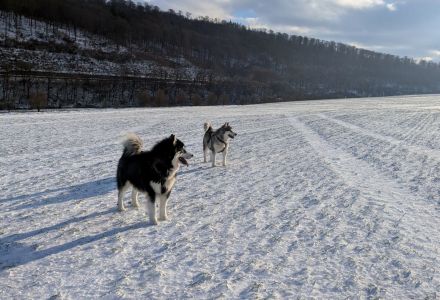 Alaskan Malamute Welpe (Papiere / Ahnentafel)