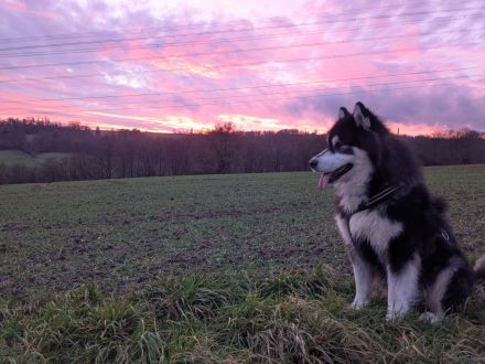 Alaskan Malamute Welpe (Papiere / Ahnentafel)