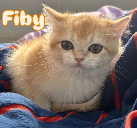 BKH Kitten in Golden mit Stammbaum Ab sofort Abgabebereit