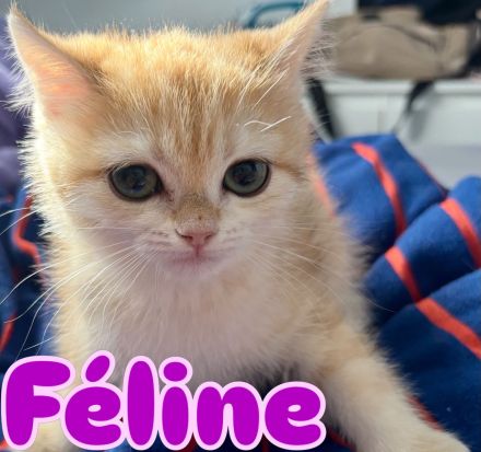 BKH Kitten in Golden mit Stammbaum Ab sofort Abgabebereit