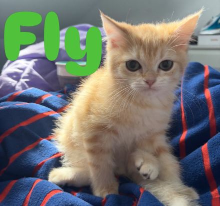 BKH Kitten in Golden mit Stammbaum Ab sofort Abgabebereit