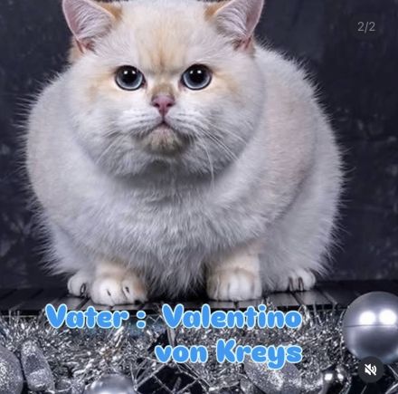 BKH Kitten in Golden mit Stammbaum Ab sofort Abgabebereit