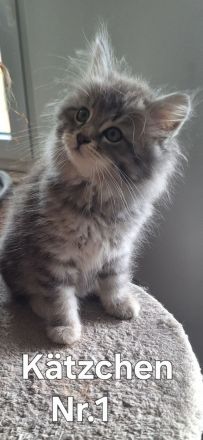 Neva Masquarade sibirische Waldkatzen Kitten