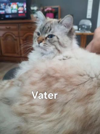 Neva Masquarade sibirische Waldkatzen Kitten