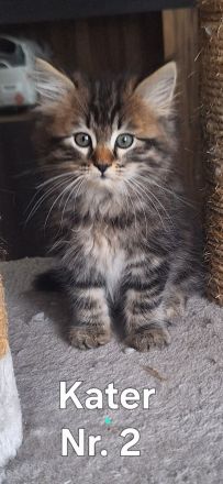 Neva Masquarade sibirische Waldkatzen Kitten