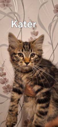 Neva Masquarade sibirische Waldkatzen Kitten