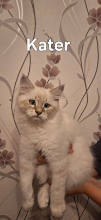 Neva Masquarade sibirische Waldkatzen Kitten