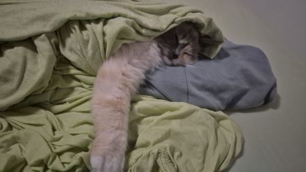 Ragdoll Katzen Familie