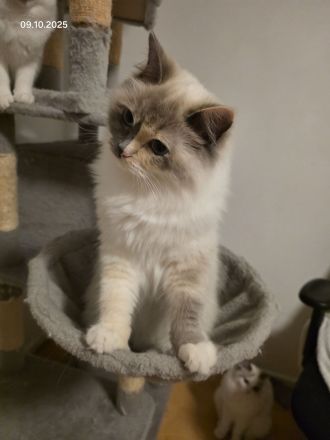 Ragdoll Katzen Familie