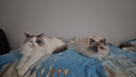 Ragdoll Katzen Familie