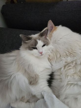 Ragdoll Katzen Familie