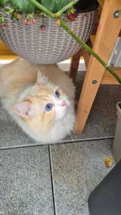 Ragdoll Katzen Familie