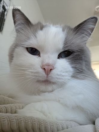 Ragdoll Katzen Familie
